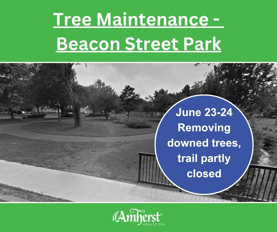 Beacon Street Park Tree Maintenance 20250623