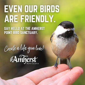 Friendly Birds web