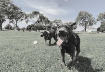 Dickey Park Dog Park Closure